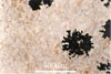 Link to full size image of micrograph 363