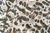 Link to full size image of micrograph 365