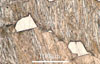Link to full size image of micrograph 537