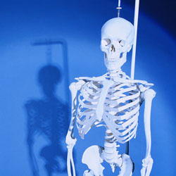 Image of a model skeleton