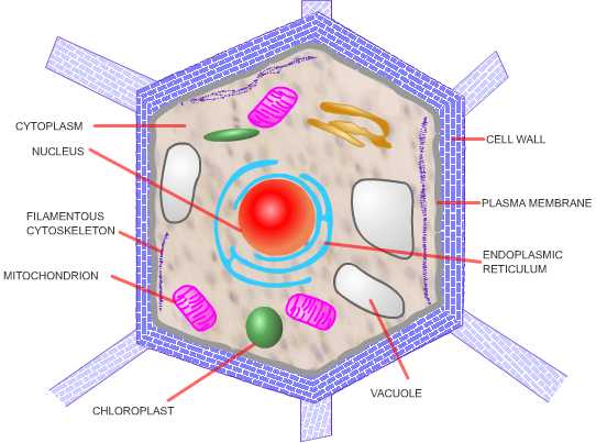 3D Model Plant Cell Diagram