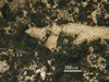 Link to full size image of micrograph 185