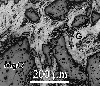 Link to full size image of micrograph 193