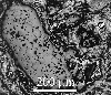 Link to full size image of micrograph 194