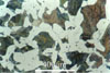 Link to full size image of micrograph 229
