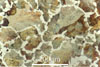 Link to full size image of micrograph 230