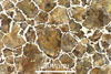 Link to full size image of micrograph 234