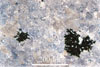 Link to full size image of micrograph 355