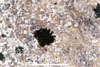 Link to full size image of micrograph 366