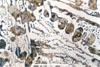 Link to full size image of micrograph 373