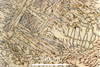 Link to full size image of micrograph 444
