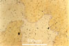 Link to full record for micrograph 450