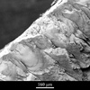 Link to full size image of micrograph 586