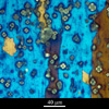 Link to full size image of micrograph 611