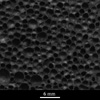 Link to full size image of micrograph 629