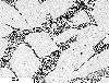 Link to full size image of micrograph 667
