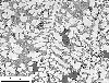 Link to full size image of micrograph 701
