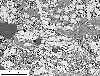 Link to full size image of micrograph 706