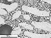 Link to full size image of micrograph 708