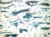 Link to full size image of micrograph 735