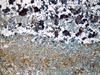 Link to full size image of micrograph 738