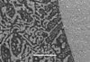 Link to full size image of micrograph 770
