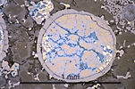 Link to full size image of micrograph 888
