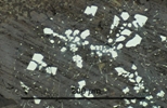 Link to full size image of micrograph 921