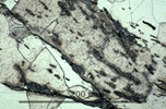 Link to full size image of micrograph 929