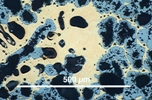 Link to full record for micrograph 932
