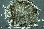 Link to full record for micrograph 935