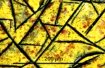 Link to full record for micrograph 939