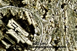 Link to full record for micrograph 951