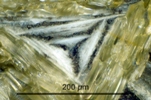 Link to full size image of micrograph 960