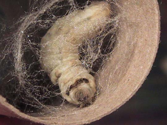 Photograph of silkworm starting spinning a coccoon