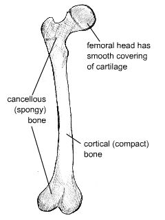 Image of bone morhology