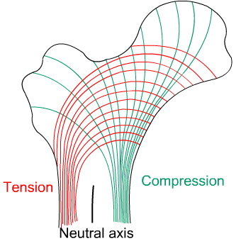 Diagram showing computed lines of constant stress from the analysis of various transverse sections