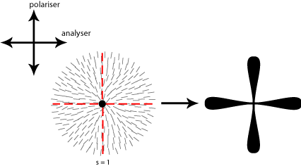 Diagram of disinclination in nematic liquid crystal s =1