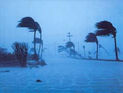 Image of palm trees being blown by strong winds