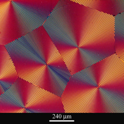 Transmitted cross-polarised light micrograph of spherulites in polyhydroxybutyrate (PHB)
